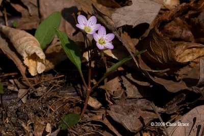 Spring Beauty (Claytonia virginica - Portulacaceae)