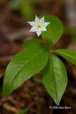 Starflower (<i>Trientalis borealis</i> - Primulaceae)