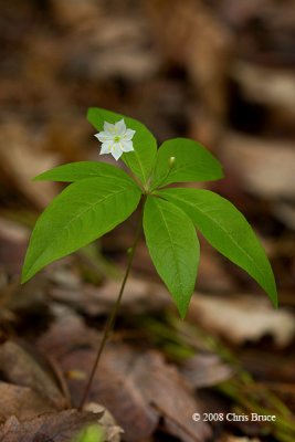 Starflower (Trientalis borealis - Primulaceae)