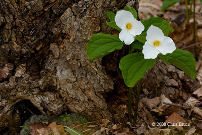 White Trillium (<i>Trillium grandiflorum</i>)