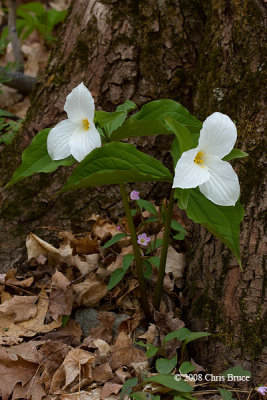 White Trillium (Trillium grandiflorum)