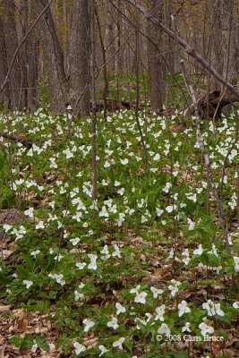 White Trillium (Trillium grandiflorum)