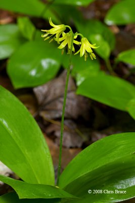 Blue-bead Lily (<i>Clintonia borealis</i>)