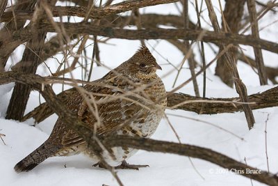 Ruffed Grouse