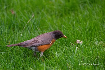 American Robin