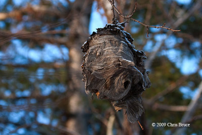 Abandoned Yellow Jacket (Vespula sp.) Hive