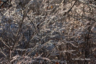 Icy Branches