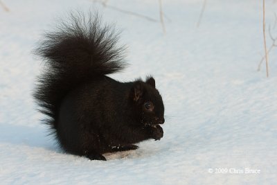 Eastern Gray Squirrel