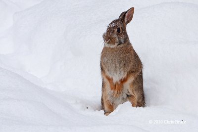 Eastern Cottontail