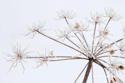 Frosty Queen Anne's Lace