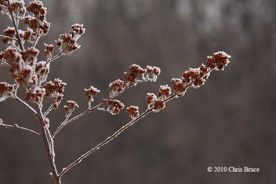 Frosty Branches