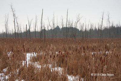 Gray Marsh (Old Quarry Trail)