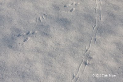 American Crow & Eastern Gray Squirrel tracks
