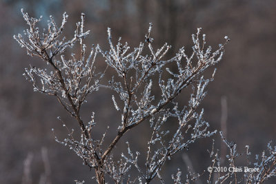 More Frosty Branches!