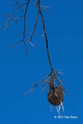 Baltimore Oriole Nest