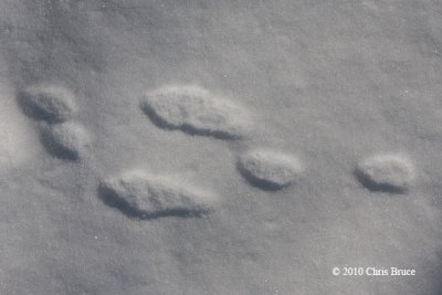 Snowshoe Hare print