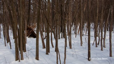 At Home In The Woods