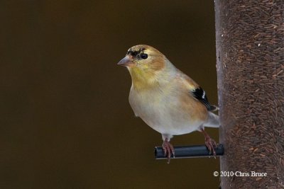 American Goldfinch (First Signs of Spring)