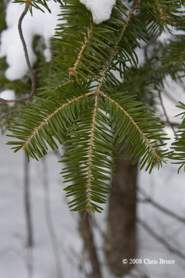 Balsam Fir Needles