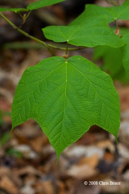 Striped Maple Leaf