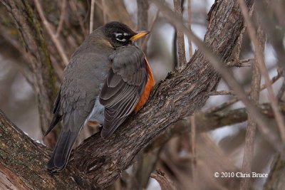 American Robin