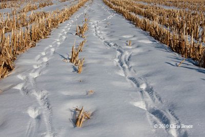 White-tailed Deer tracks
