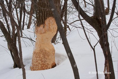 Beaver Damage