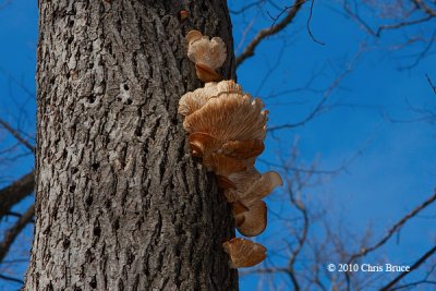 Bracket Fungi (unknown species)