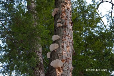 Bracket Fungi (unknown species)