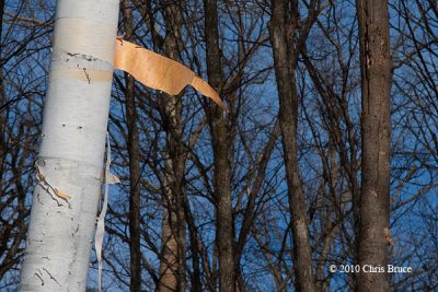 This Way! (Paper Birch)