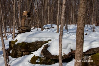 Sculpture in the Woods Part I