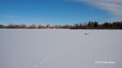 Middle of Mud Lake IV (Red Fox tracks)