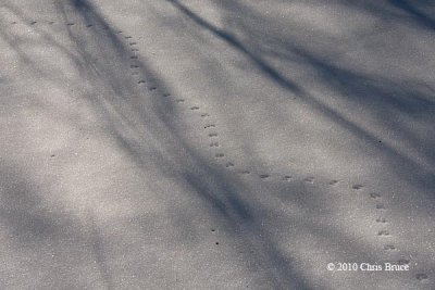 Small Mammal tracks