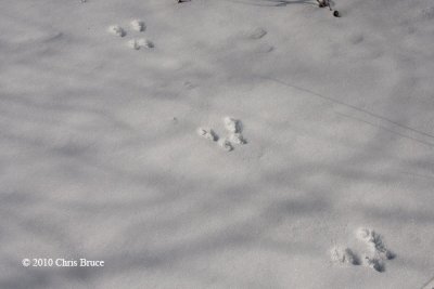 Eastern Gray Squirrel tracks