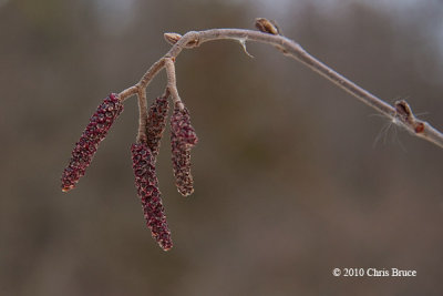 Speckled Alder catkins (male)