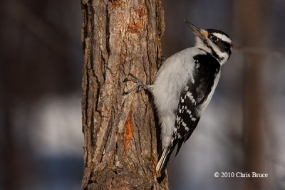 Hairy Woodpecker (male)