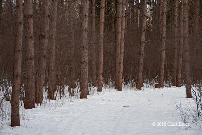 'Deer' George's Woods