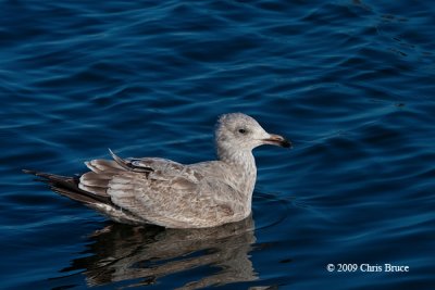 Herring Gull