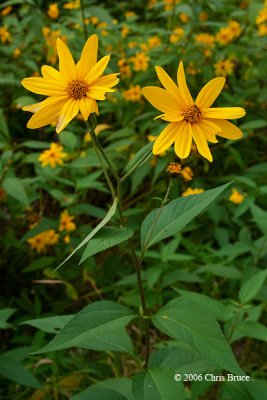 Pale-leaved Sunflower (Helianthus strumosus)