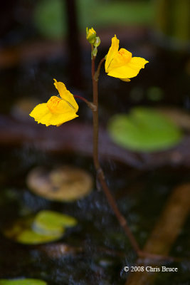 Bladderwort species (Utricularia sp.)
