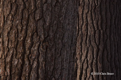 Buddies(White Pine trunks)