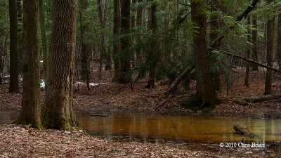 Woodland Vernal Pool