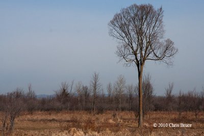The Lonely Tree I