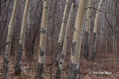 Big-toothed Aspen Trunks (young)