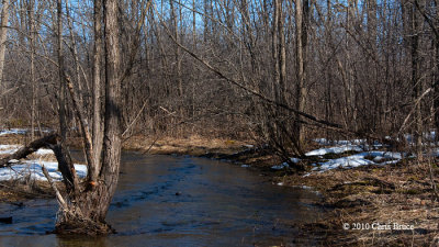 Woodland Stream