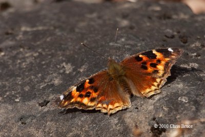 Compton Tortoiseshell (Nymphalis vaualbum)