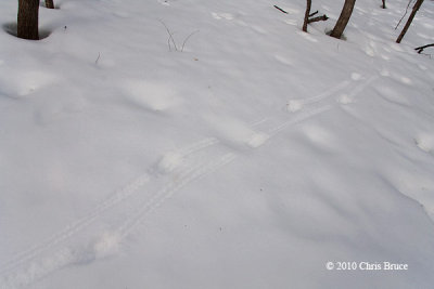 White-tailed Deer tracks