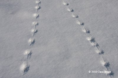 Meadow Vole tracks
