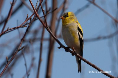 American Goldfinch (male)