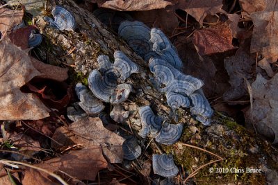 Blue Bracket Fungi (unknown species)